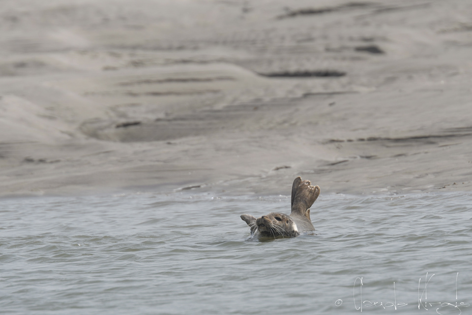 Phoque veau marin (Phoca vitulina)