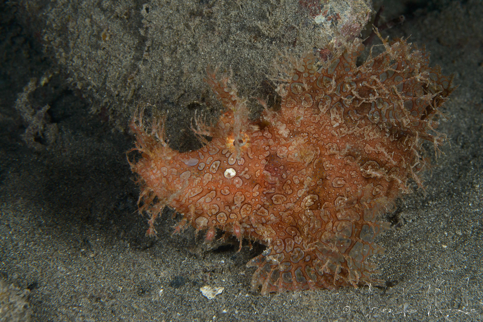 Poisson-Scorpion feullu (Rhinopias frondosa)