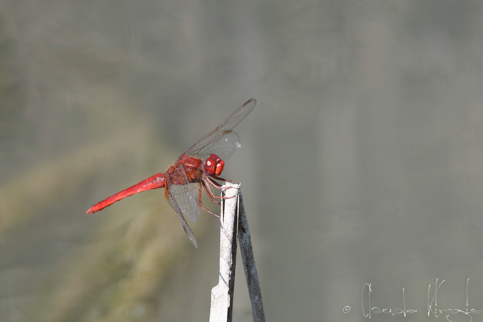 Le Crocothémis écarlate (Crocothemis erythraea)31