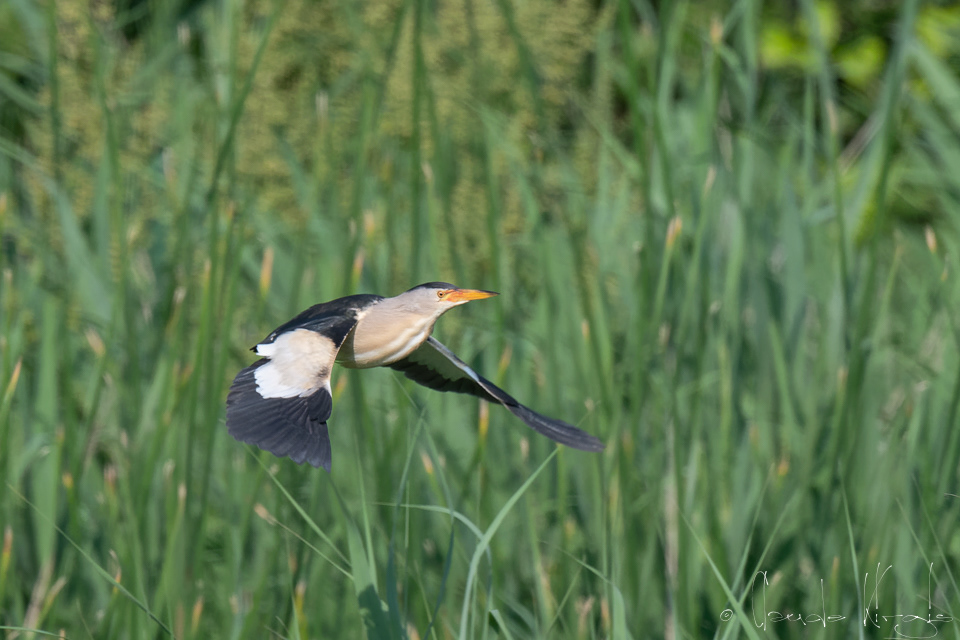 Blongios nain-mâle (Ixobrychus minutus)