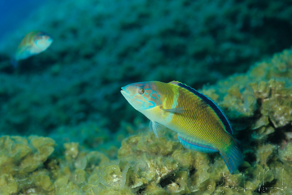 Girelle -paon (Thalassoma pavo)