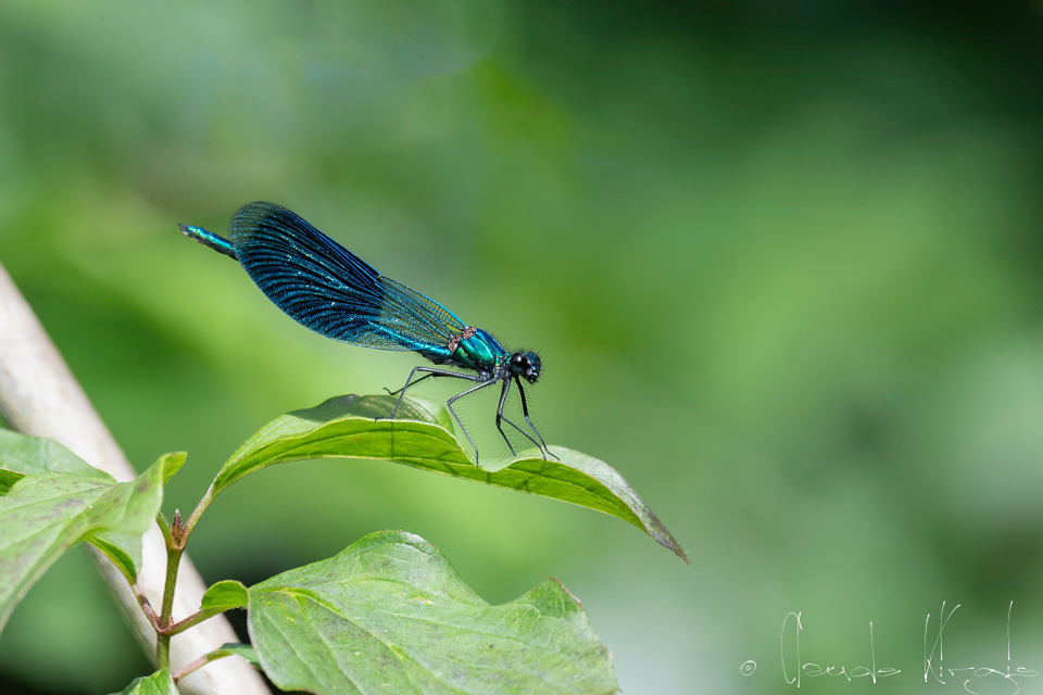 Le caloptéryx éclatant-Mâle (Calopteryx splendens)