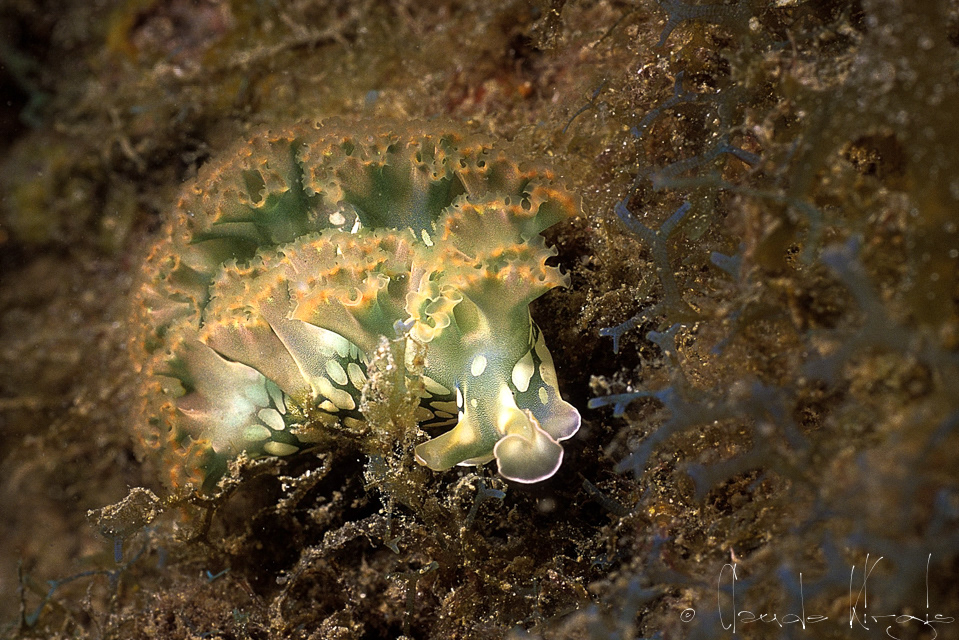 Limace de Mer Frisée (Tridachia crispata)