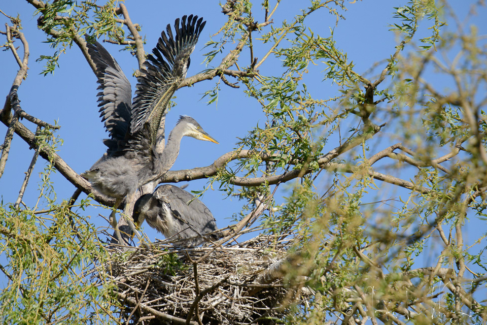 Héron Cendré-poussins (Ardea cinerea)