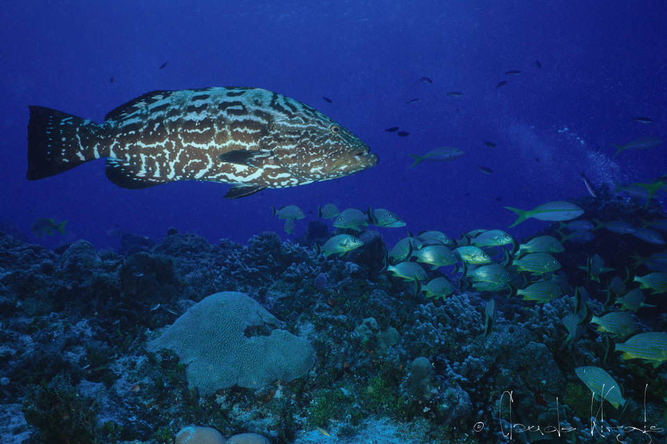 Badèche Bonaci-Vieille Noire (Mycteroperca bonaci)