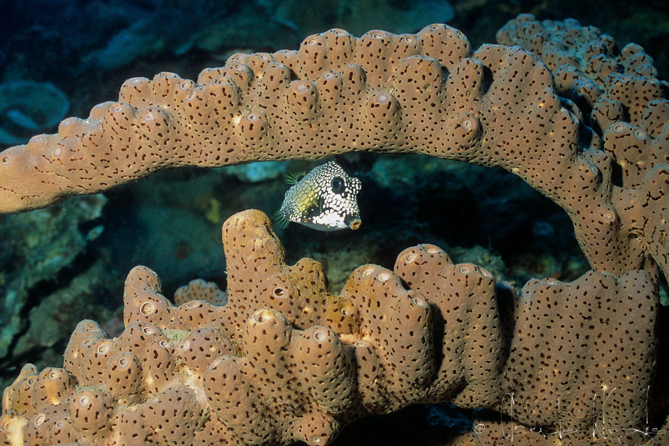 Poisson-coffre mouton (Lactophrys triqueter)