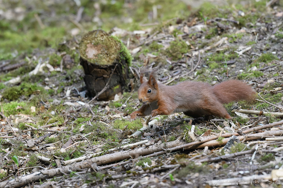 Ecureuil roux (Sciurus vulgaris)
