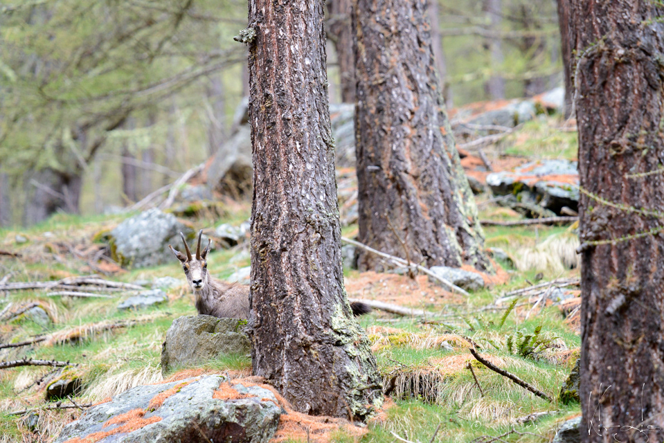 Chamois (Rupicapra rupicapra)