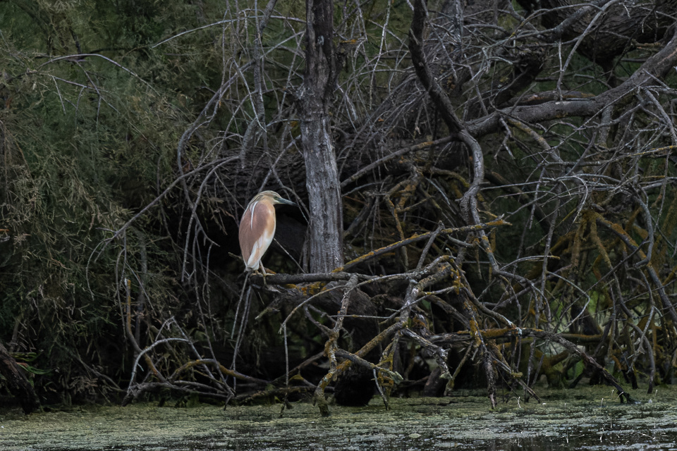 Crabier chevelu (Ardeola ralloides)