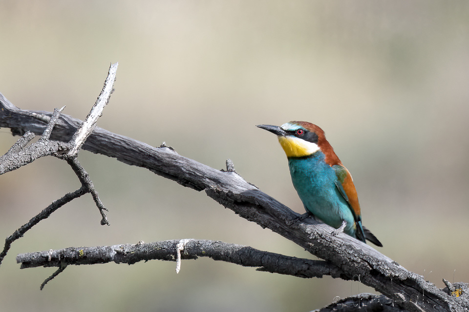 Guêpier d'Europe (Merops apiaster)