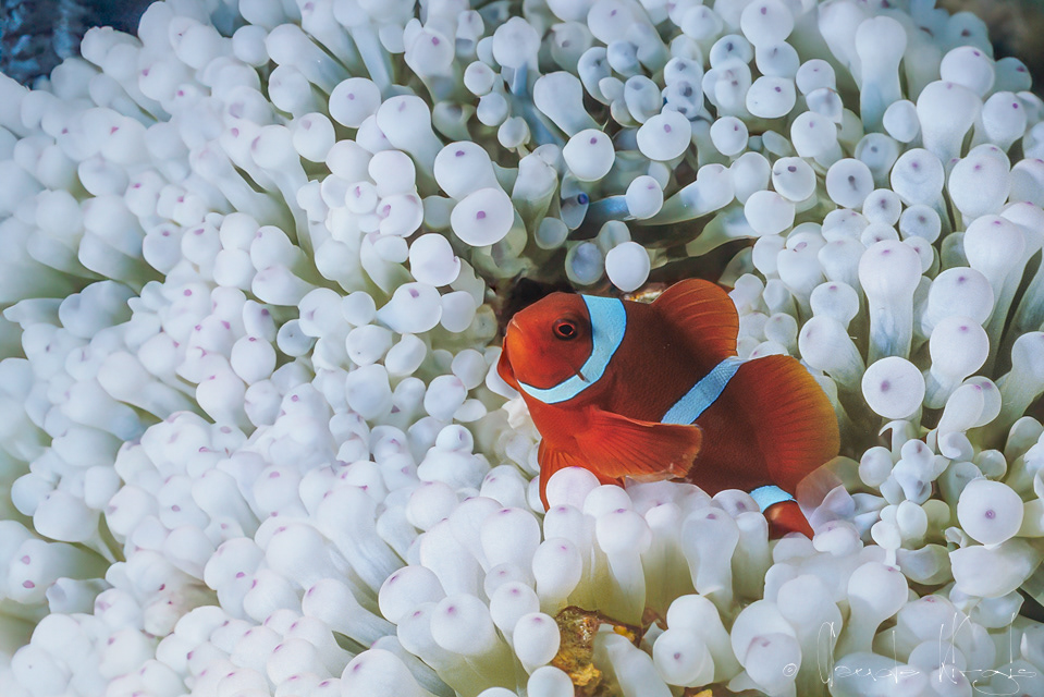 Poisson-Clown à épine mâle (Premnas biaculeatus)  