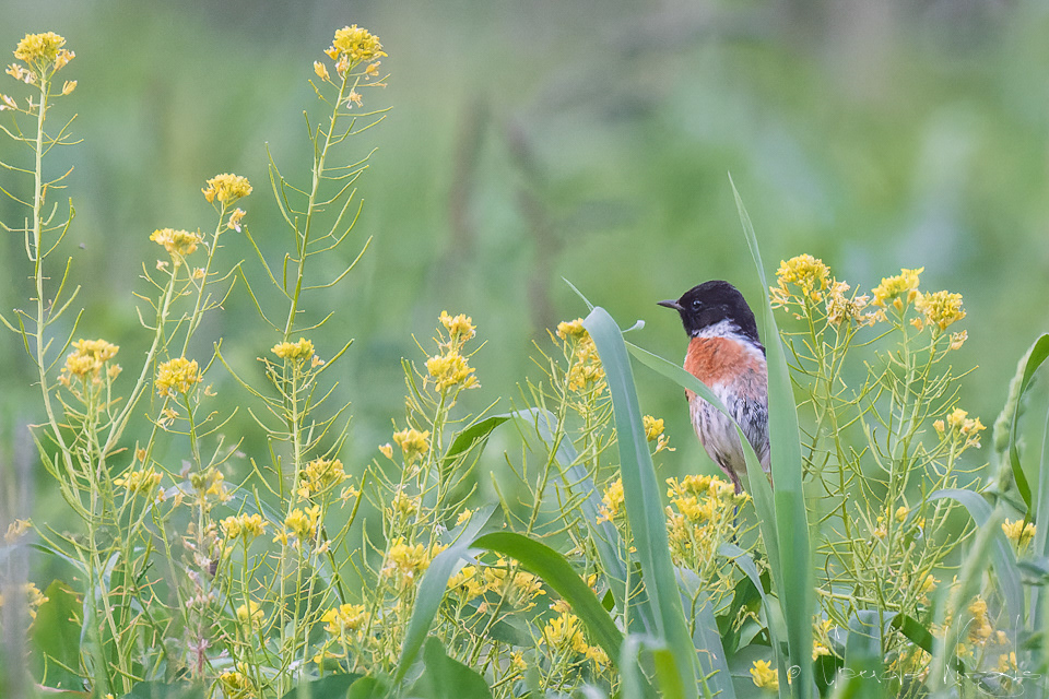 Tarier Pâtre-mâle (Saxicola rubicola)