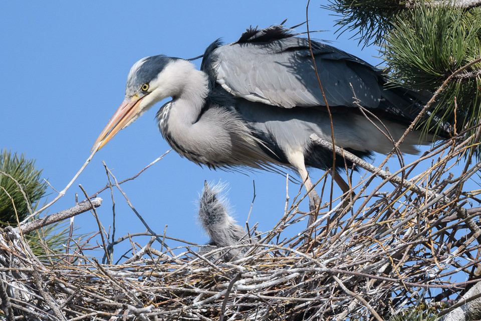 Héron cendré et Poussins (Ardea cinerea)