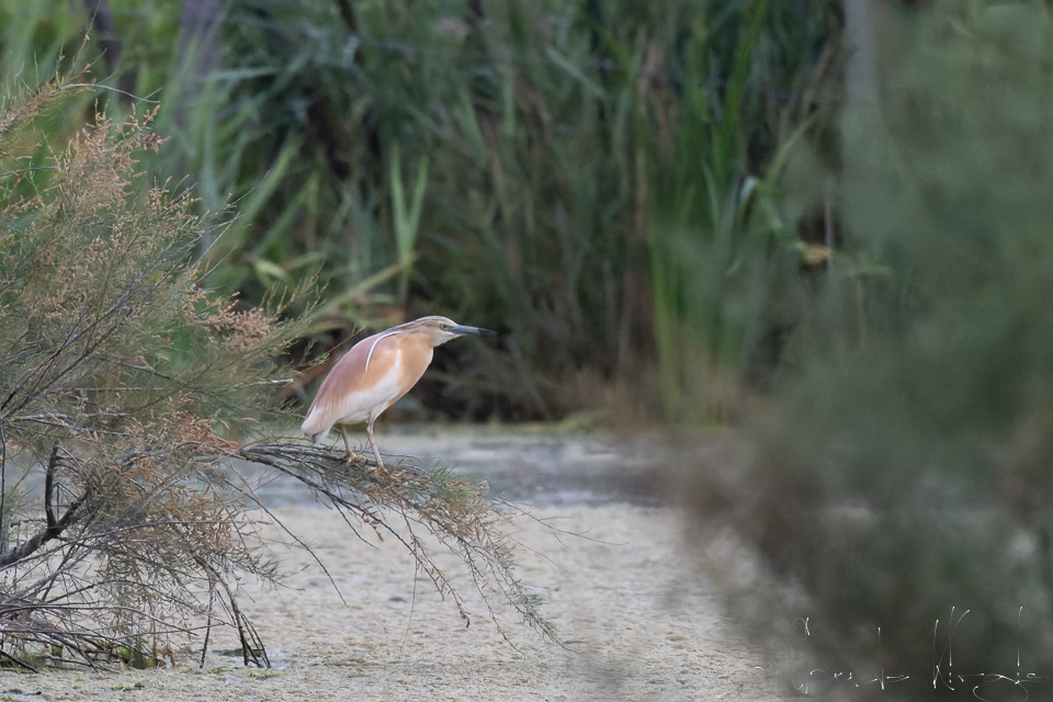 Crabier chevelu (Ardeola ralloides)