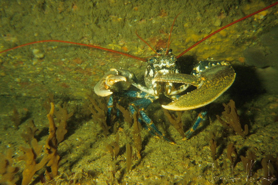 Homard (Homarus gammarus)