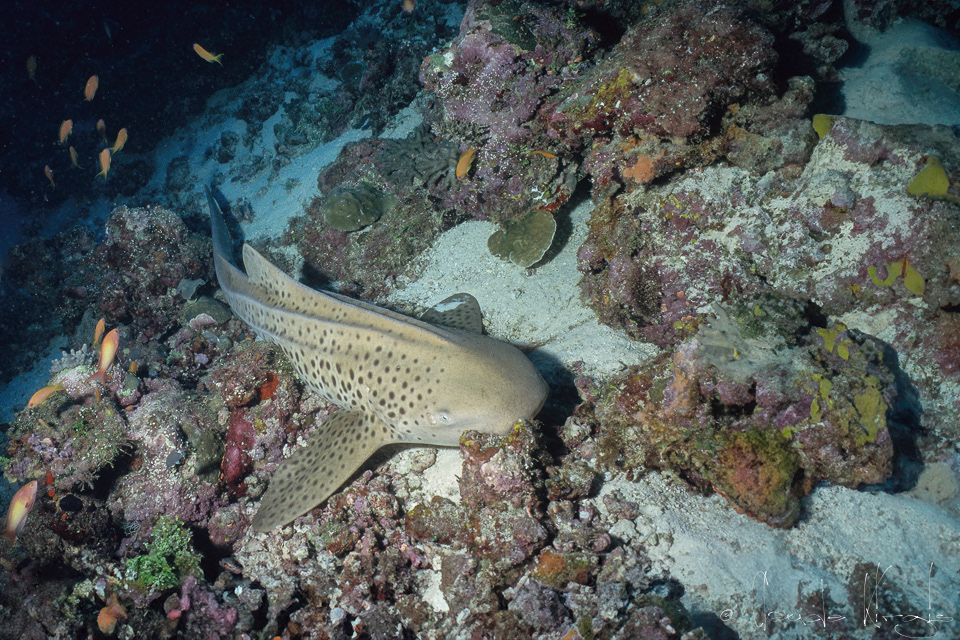 Requin-léopard (Stegostoma fasciatum)