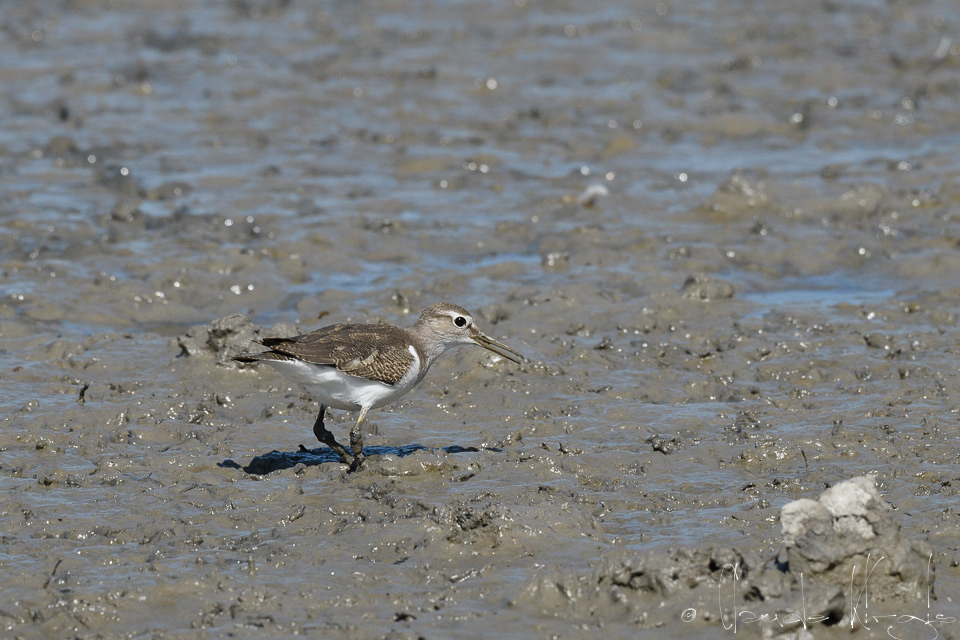 Chevalier Guignette (Actitis hypoleucos)