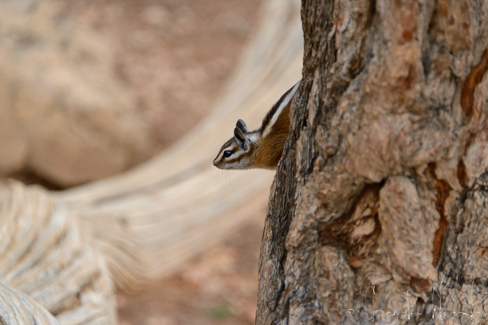 Tamia des montagnes (Tamias alpinus)