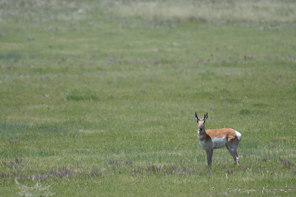 Antilope d'Amérique-mâle (Antilocapra americana)