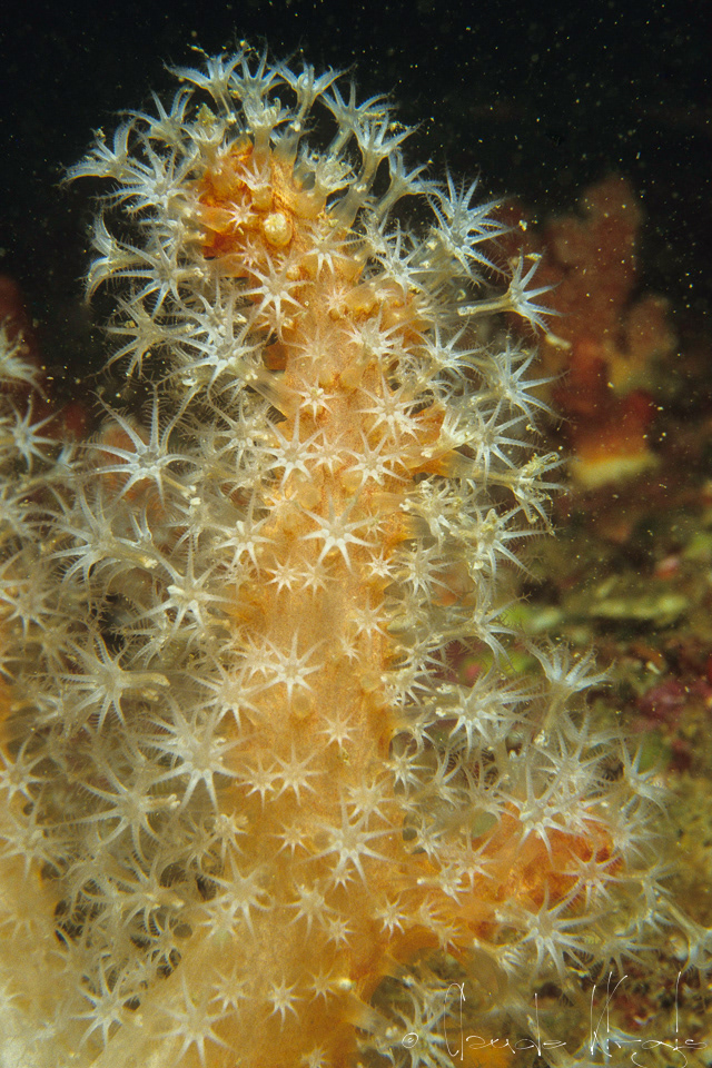 Alcyon rouge (Alcyonium glomeratum)