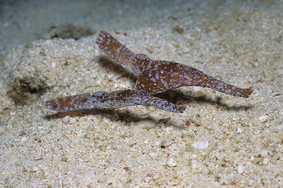 Poisson-Fantôme Robuste (Solenostomus cyanopterus)