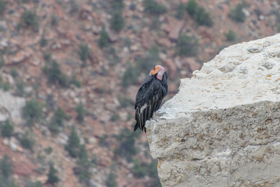 Condor de Californie (Gymnogyps californianus)