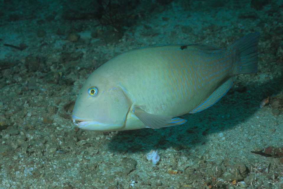 Labre à point noir (Choerodon schoenleinii)