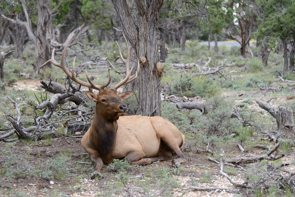 Wapiti-Elk-(Cervus canadensis)
