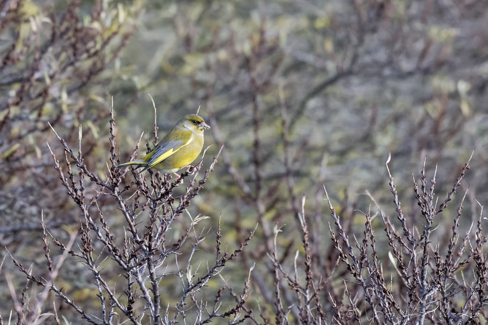 Verdier d'europe (Chloris chloris)