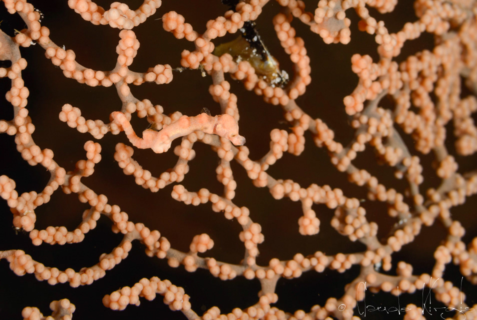 Hippocampe pygmée Denise (Hippocampus denise)