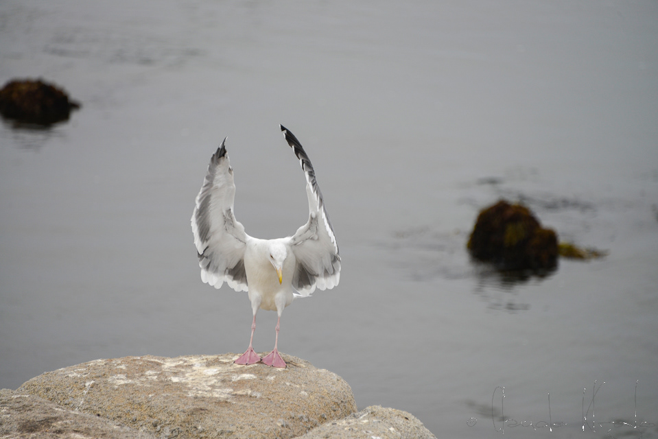 Goeland d'Amérique (Larus smithsonianus)