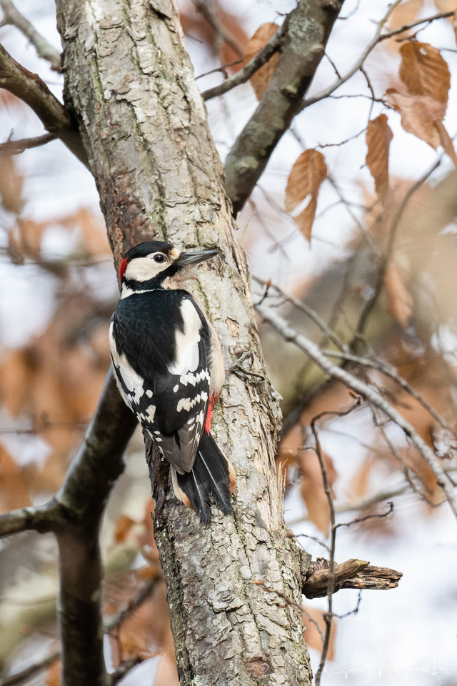 Pic épeiche-mâle (Dendrocopos major)