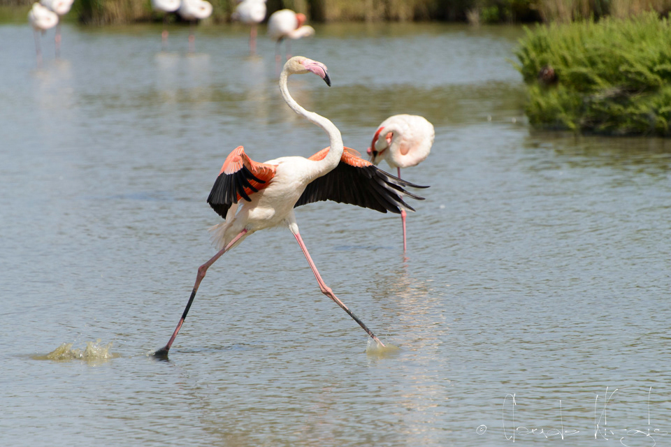 Flamand Rose (Phoenicopterus ruber)