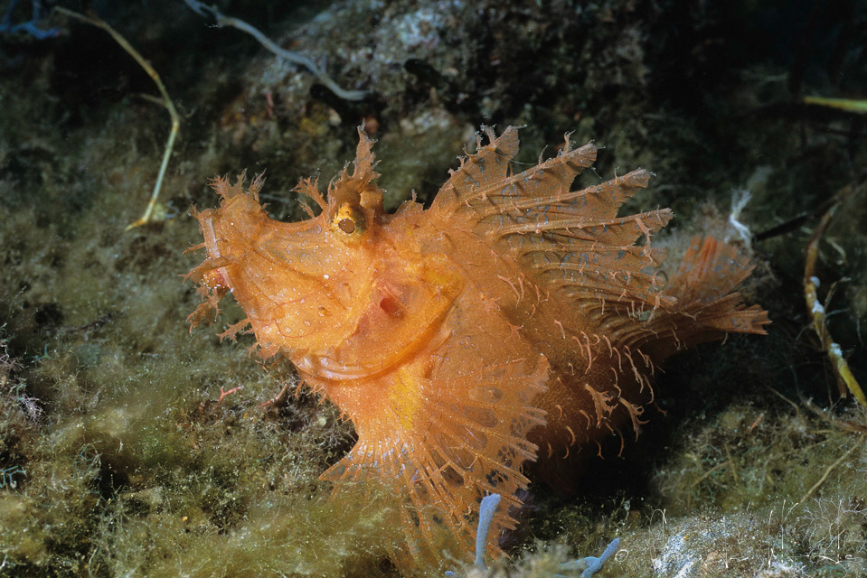 Poisson-scorpion feuillu  (Rhinopias frondosa)