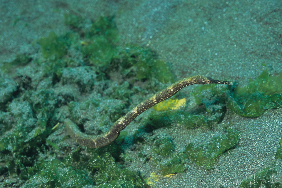 Syngnathe à queue courte (Trachyrhampus bicoartatus)