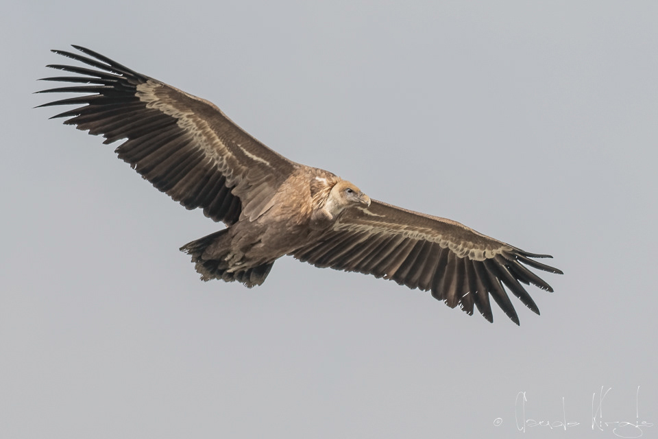 Vautour Fauve (Gyps fulvus)