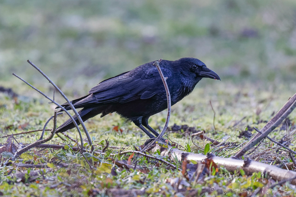 Corneille noire (Corvus corone)