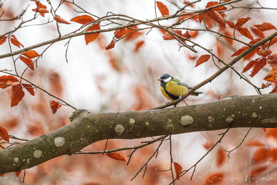 Mésange charbonnière (Parus major)