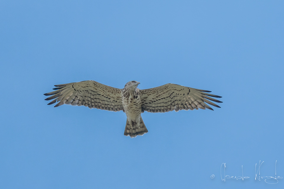 Circaète Jean-le-Blanc (Circaetus gallicus)