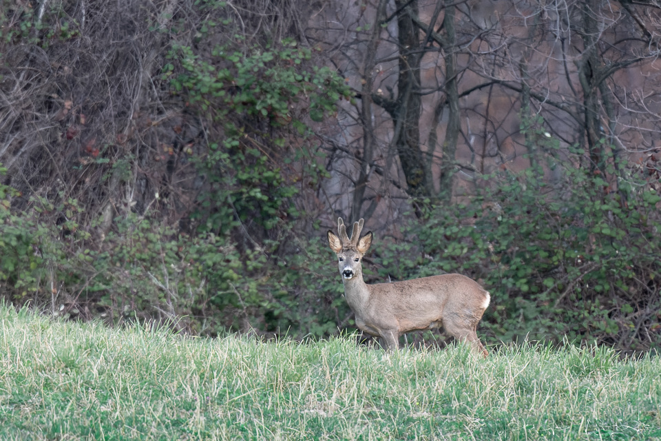 Chevreuil (Capreolus capreolus)