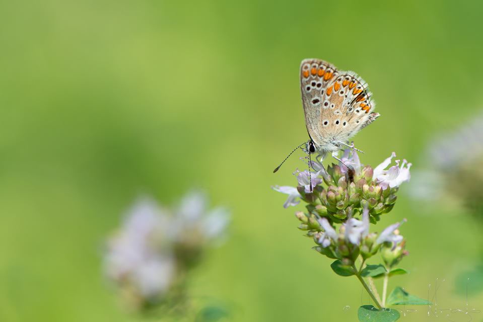 Collier de corail (Aricia agestis)