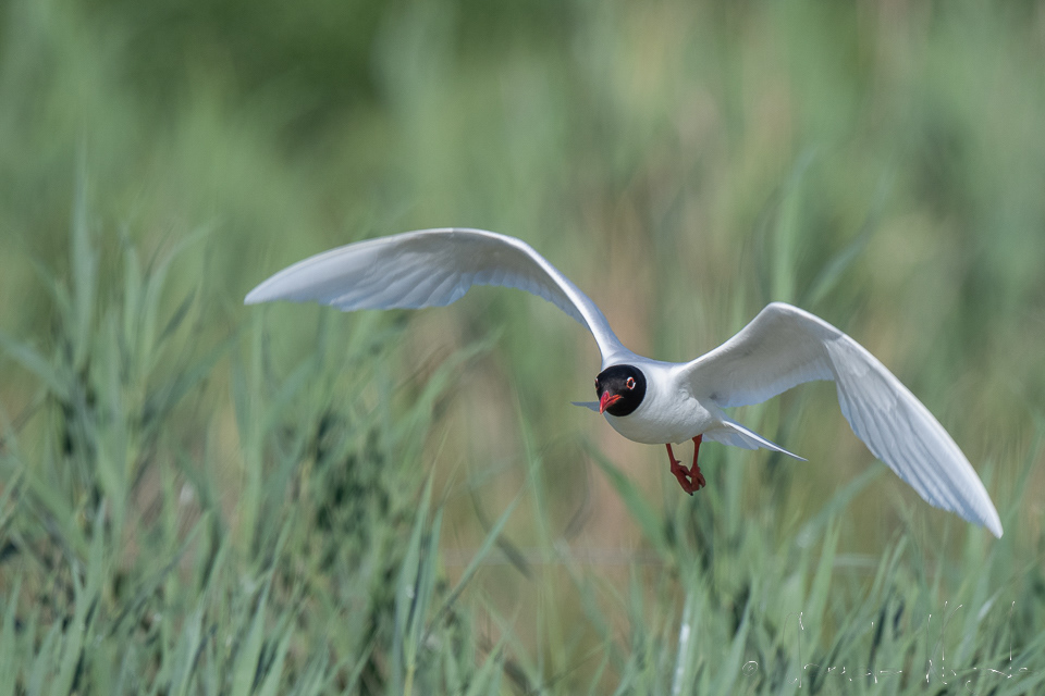 Mouette  mélanocéphale (Ichthyaetus melanocephalus)