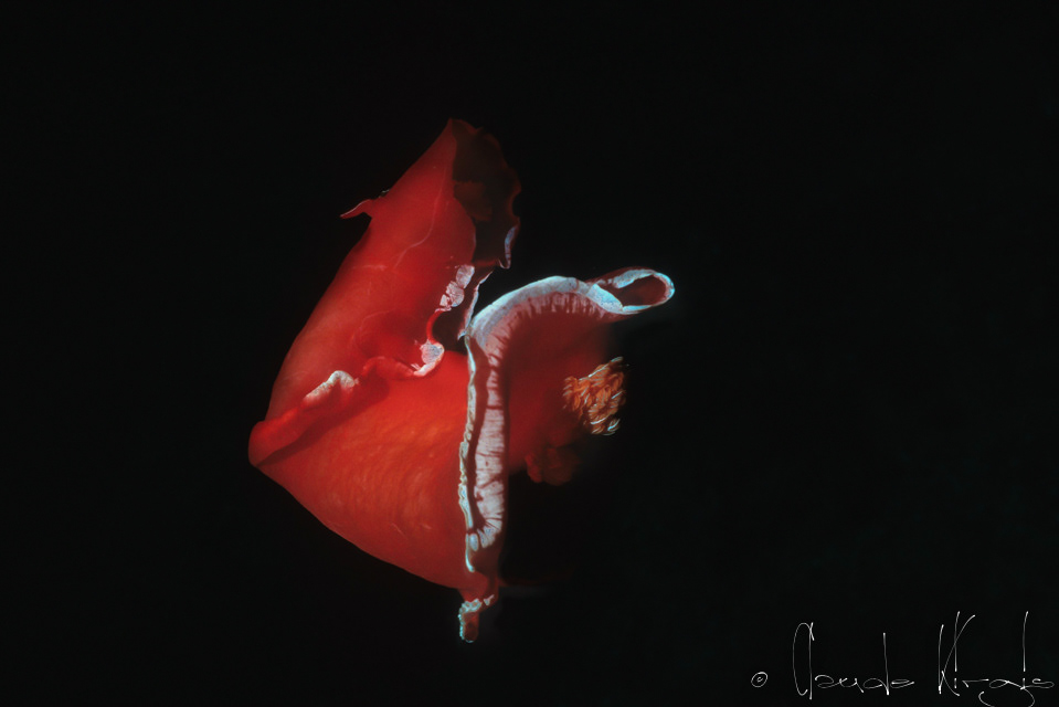 Danseuse Espagnole (Hexabranchus sanguineus)