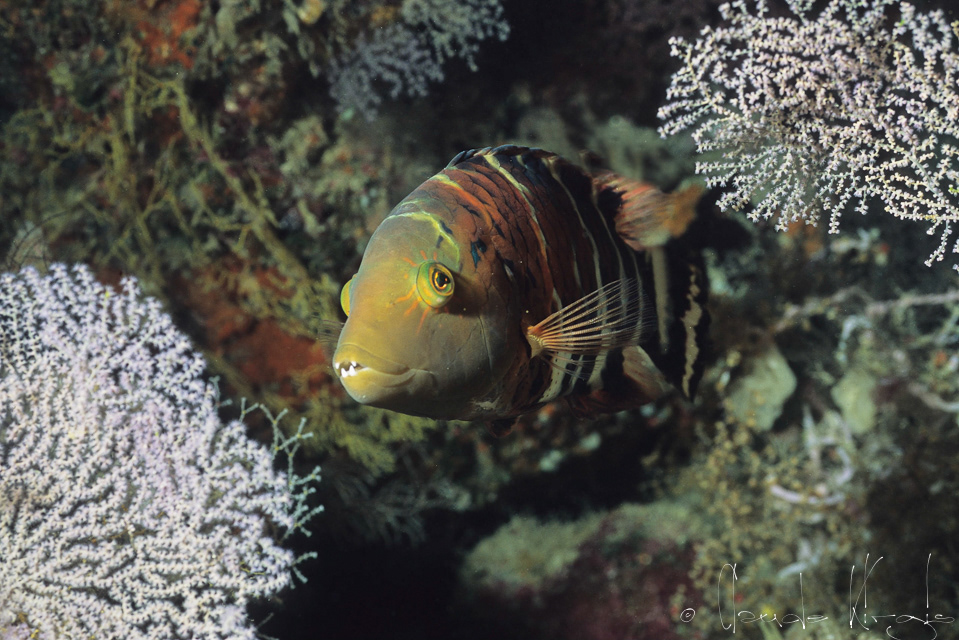 Labre à poitrine rouge (Cheilinus fasciatus)