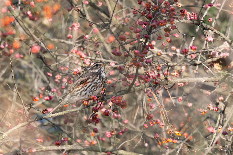Grive Mauvis (Turdus iliacus)