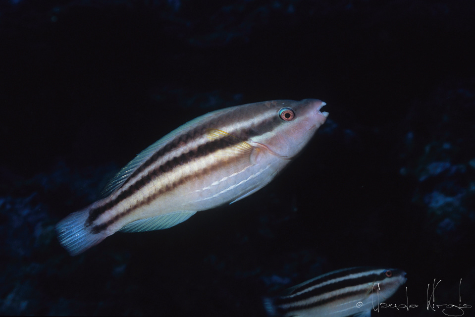 Perroquet Princesse-juvénile (Scarus taeniopterus)