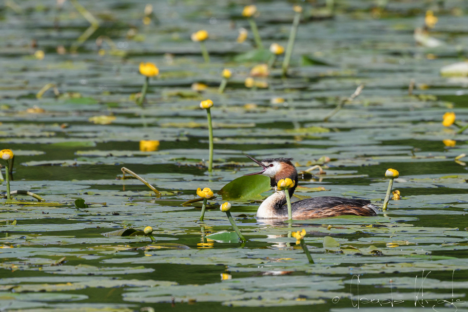 Grèbe huppé (Podiceps cristatus)