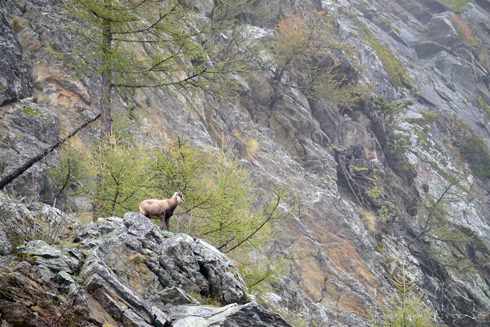 Chamois (Rupicapra rupicapra)