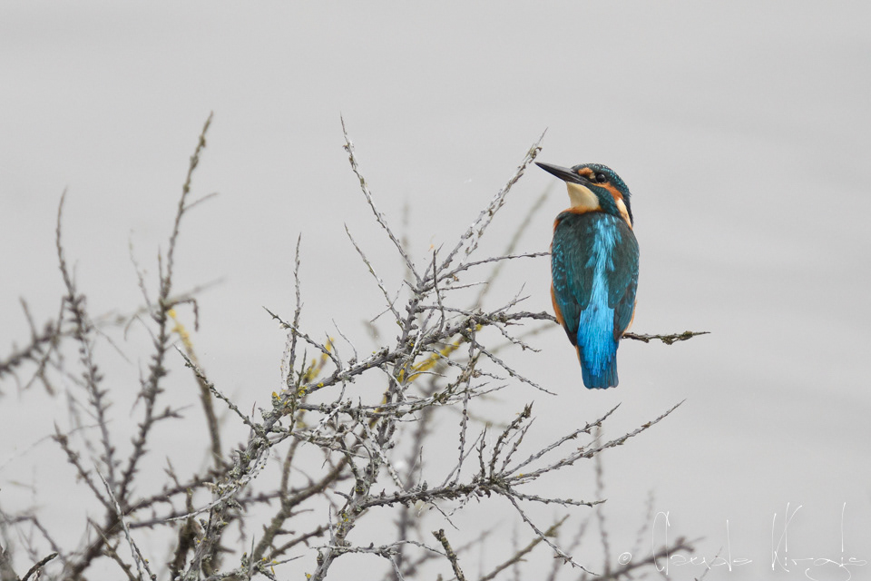 Matin-pêcheur d'Europe (Alcedo atthis)