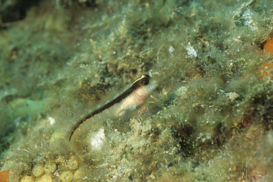 Blennie de Roux (Parablennius rouxi)
